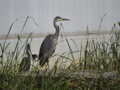 Ardea cinerea
