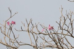 Tabebuia rosea