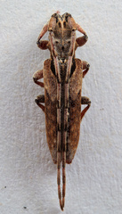 Stenidea verticalis