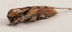 Stenidea verticalis