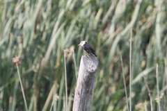 Arundinicola leucocephala