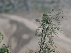 Phytotoma rutila