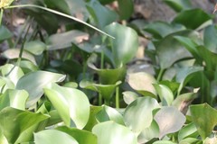 Pontederia crassipes