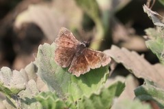 Pellicia