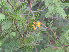 Zuccagnia punctata