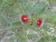 Zuccagnia punctata