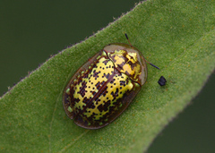 Conchyloctenia hybrida