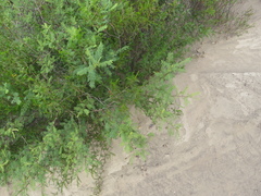 Zuccagnia punctata