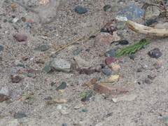 Pleurodema nebulosum