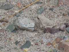 Pleurodema nebulosum