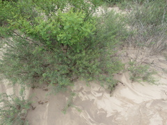 Prosopis strombulifera