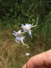 Delphinium carolinianum virescens