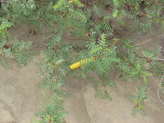 Prosopis strombulifera