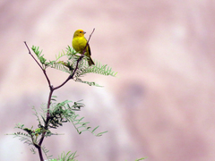 Sicalis flaveola