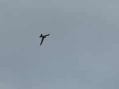 Aeronautes andecolus