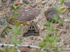 Melipotis bisinuata