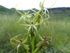 Habenaria cornuta