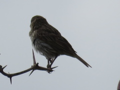 Sicalis flaveola
