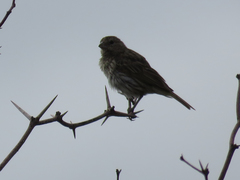 Sicalis flaveola