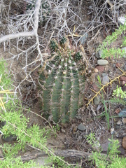 Echinopsis leucantha