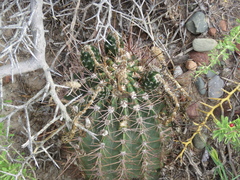 Echinopsis leucantha