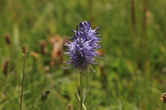 Phyteuma betonicifolium