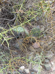 Opuntia sulphurea