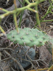 Opuntia sulphurea