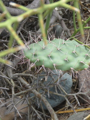 Opuntia sulphurea