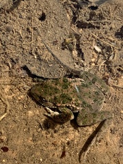 Pelodytes hespericus