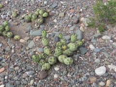 Tephrocactus aoracanthus