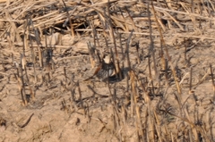 Turdus eunomus