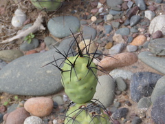 Tephrocactus aoracanthus