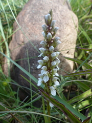 Brownleea parviflora