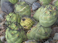 Tephrocactus aoracanthus