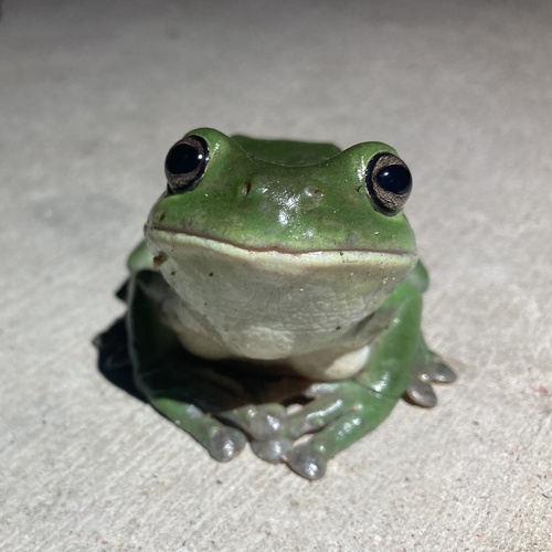 Green Tree Frog, Queensland, AU, photo 4 of 10