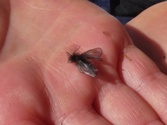 Ptilocephala plumifera