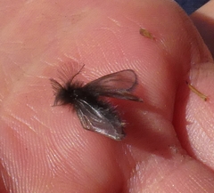 Ptilocephala plumifera