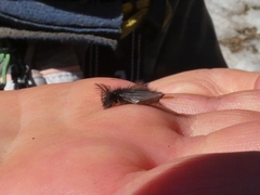 Ptilocephala plumifera