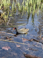 Gallinula chloropus