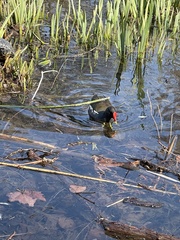 Gallinula chloropus