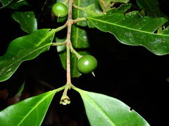 Lacmellea aculeata