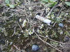Draba verna