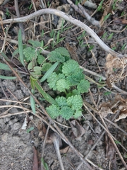 Ballota nigra