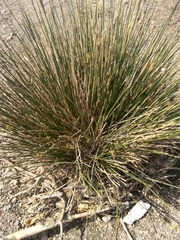 Juncus maritimus
