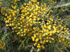 Helichrysum revolutum