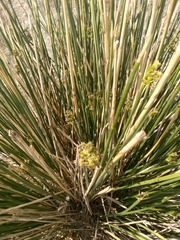 Juncus maritimus