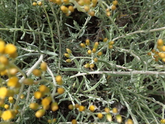 Helichrysum revolutum