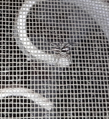Plexippus paykulli