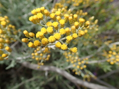 Helichrysum revolutum
